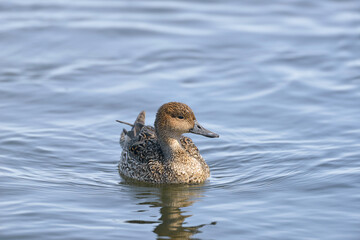 オナガガモの雌（北海道・小清水町）
