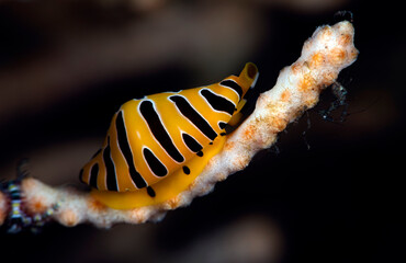 Tiger egg cowry - Cuspivolva tigris. Underwater macro world of Tulamben, Bali, Indonesia.