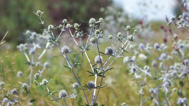The wild medicinal plant Sea Holly or Eryngium sways the light breeze