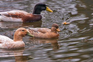 Duck photographed in Germany, in European Union - Europe. Picture made in 2016.
