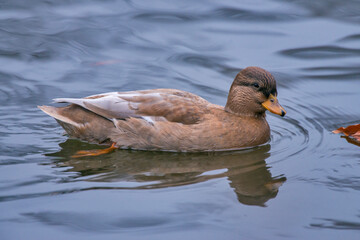 Duck photographed in Germany, in European Union - Europe. Picture made in 2016.