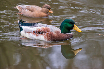 Mallard photographed in Germany, in European Union - Europe. Picture made in 2018