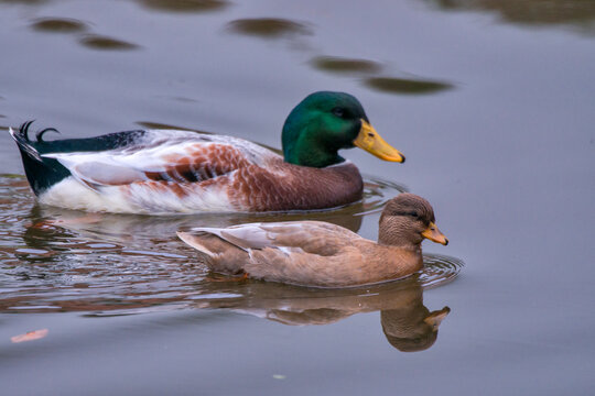 Mallard photographed in Germany, in European Union - Europe. Picture made in 2018