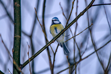 Eurasian Blue Tit photographed in Germany, in European Union - Europe. Picture made in 2016.