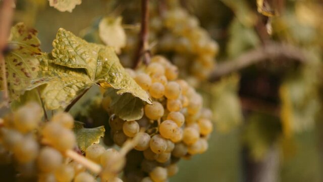 Detailed close-up shot inside a vineyard row with ripe white grapes