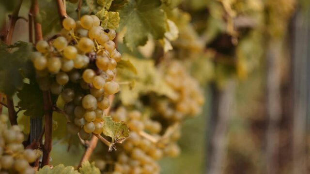 Juicy white wine grapes hanging in vineyard, ready for the harvest; shallow DOF