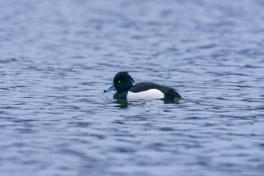 Tufted duck photographed in Germany, in European Union - Europe. Picture made in 2016.