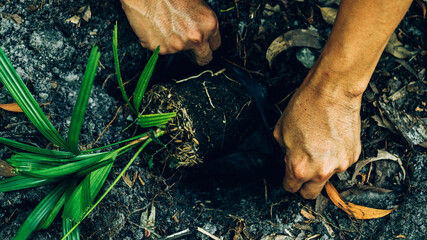 Plant in Hands. Ecology concept. Nature Background