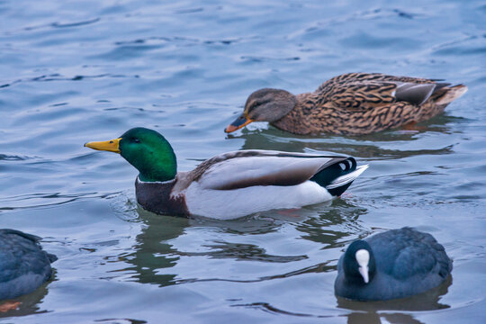 Mallard photographed in Germany, in European Union - Europe. Picture made in 2016.