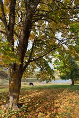 Calf grazes in the meadow.