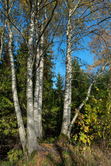 Seven birches in the forest.