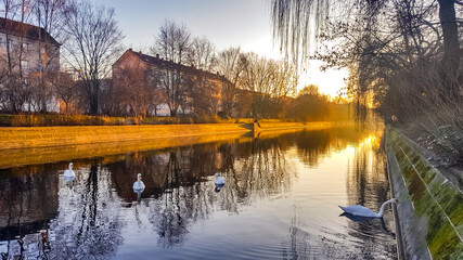 Mute Swan Urban landscape photographed in Germany, in European Union, Europe. Picture made in 2016.