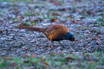 Common Pheasant photographed in Germany, in European Union, Europe. Picture made in 2016.