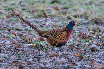 Common Pheasant photographed in Germany, in European Union, Europe. Picture made in 2016.