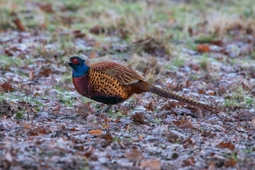 Common Pheasant photographed in Germany, in European Union, Europe. Picture made in 2016.