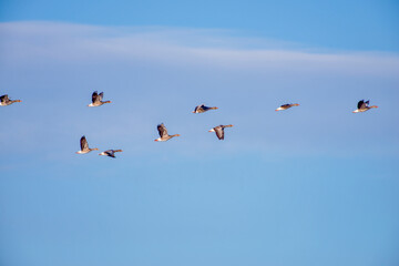 Greylag Goose photographed in Germany, in European Union, Europe. Picture made in 2016.