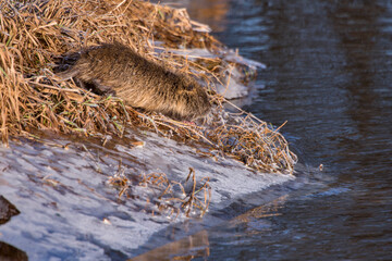 River Rat photographed in Germany, in European Union, Europe. Picture made in 2016.