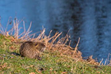 River Rat photographed in Germany, in European Union, Europe. Picture made in 2016.