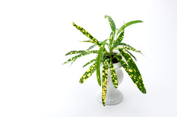 観葉植物と白背景