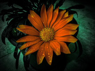orange gerbera flower