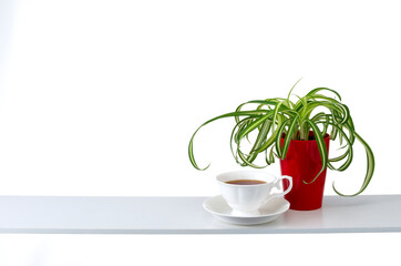 棚と観葉植物の部屋イメージ