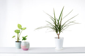 棚と観葉植物の部屋イメージ