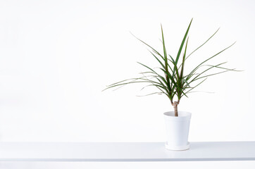 観葉植物と白背景