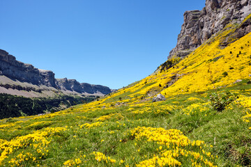 The Ordessa Valley in the spanish Pyrenees covered with beautiful flowering yellow gorse