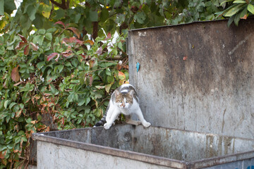 A stray cat on a dumpster in Turkey