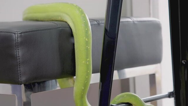 green tree python snake slithered off bench in waiting room green tree python coils around stool foot rest track down length of python to head around stool.