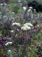 Pearly Everlasting flowers on plants fully bloom at Singalila National Park situated at 13,000 ft altitude in Darjeeling, India. It is Anaphalis Margaritacea species and blooms in the Autumn season.