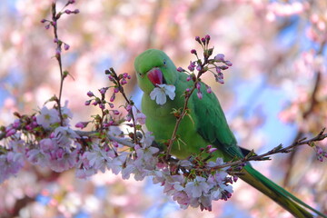 parrot in blossom tree