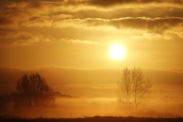 sunrise in the forest mist