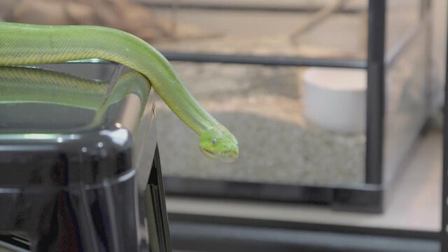 green tree python snake hangs from seat of stool Close-up python's head