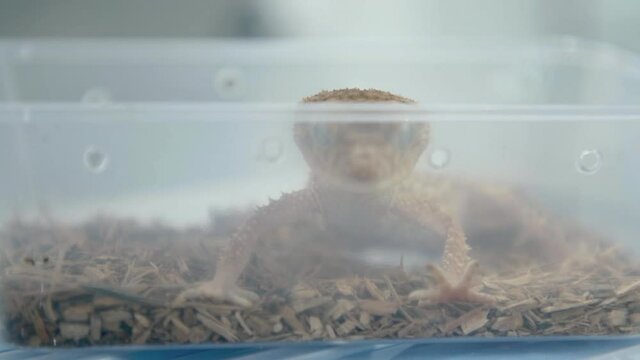 Close-ups of Baby rough nob tailed gecko in plastic container