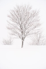 北陸金沢の大乗寺丘陵公園、吹雪に耐える樹木
