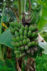 banana hanging on the tree