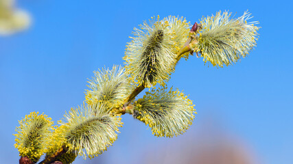 Close up of Goat willow blossom, yellow pollen covered catkins, spring willow blossom causing allergy. Easter spring time. beautiful fluffy flower on a tree branch. macro photo