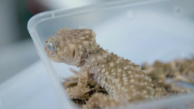 Close-ups of Baby rough nob tailed gecko in plastic container