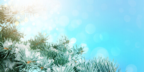 Christmas fir branches with snow on blue background