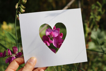 Cut white paper in shape of heart against pink Sweet Pea flower on bush  hold by female hand. I...