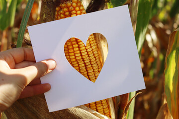 Cut white paper in shape of heart against yellow corn cbob in the field on late summer on a sunny...
