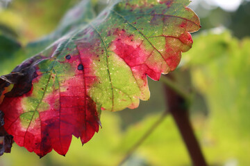 Close-up of red and yellow Vine leaves in the vineyard on autumn season. Vitis vinifera cultivation