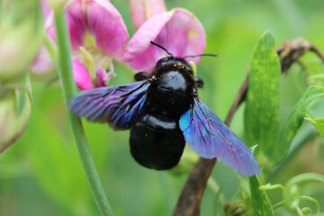 Close-up of Xylocopa violacea on summer. Violet carpenter bee on a pink sweet Pea flower in the garden - obrazy, fototapety, plakaty