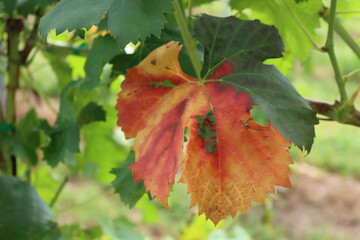 Close-up of red and yellow Vine leaves in the vineyard on autumn season. Vitis vinifera cultivation