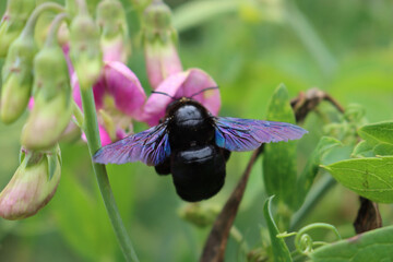 Close-up of Xylocopa violacea on summer. Violet carpenter bee on a pink sweet Pea flower in the garden