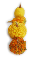 Ornamental yellow and orange pumpkins  in a row isolated on white background. Autumn background