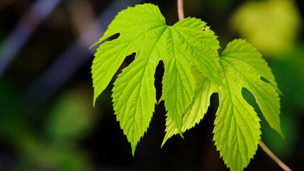 hop leaves. Humulus. green leaves of a climbing plant. natural autumn background, leaves close up. light, bright hop leaves. space for text. macro photo