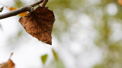 dry autumn leaf. The last autumn leaf before the beginning of winter. dry leaf on a branch. fall colors, in a park or forest. nature, season, autumn background, close-up, place for text