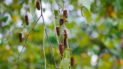 autumn background birch branches with leaves. Yellow leaves on a birch branch. Autumn rainy weather. autumn season, birch in the forest or in the park, close-up. catkins on a birch branch, autumn time
